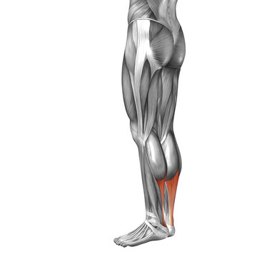 Conceptual 3D human back lower leg muscle anatomy