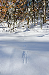 Winter forest