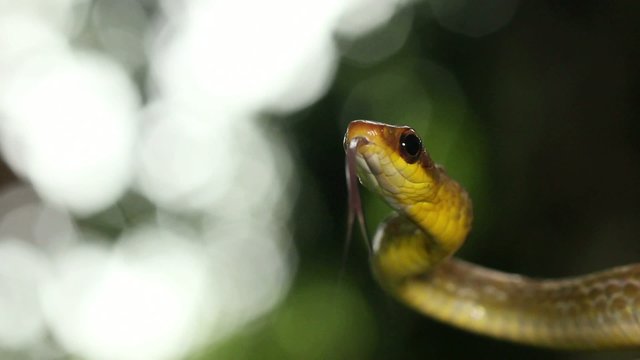 Olive whipsnake (Chironius fuscus), Ecuador