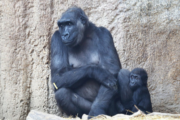 Gorillamutter mit Kind