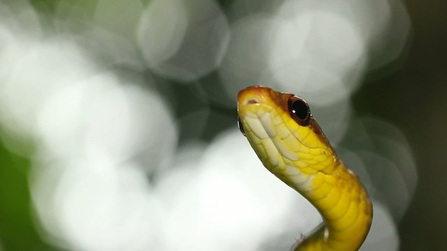 Olive whipsnake (Chironius fuscus), Ecuador