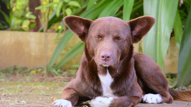 Calm dog