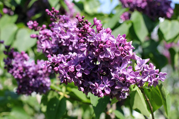 lilac bushes in the spring