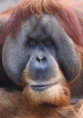 Orang Utan Portrait