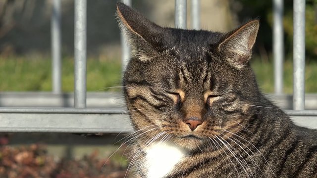 Grauer Kater