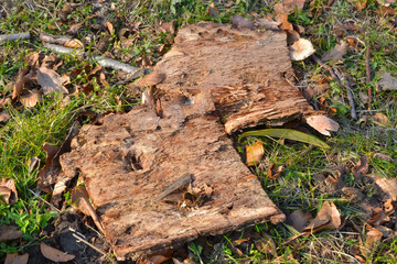 Écorce  d arbre