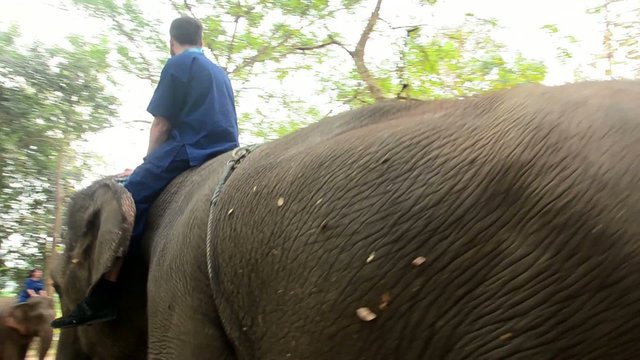 Don't panic ! Just an elephant walking