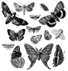 Wall murals Butterflies in Grunge Butterflies