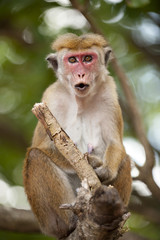 Macaque Monkey
