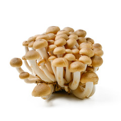 brown mushroom