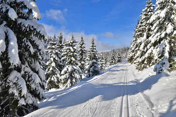 Fresh track for cross-country skiing
