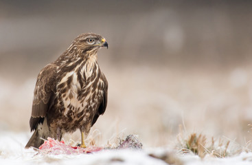 Common buzzard Buteo buteo