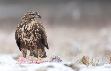 Common buzzard Buteo buteo