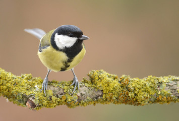 Great tit (Parus major)
