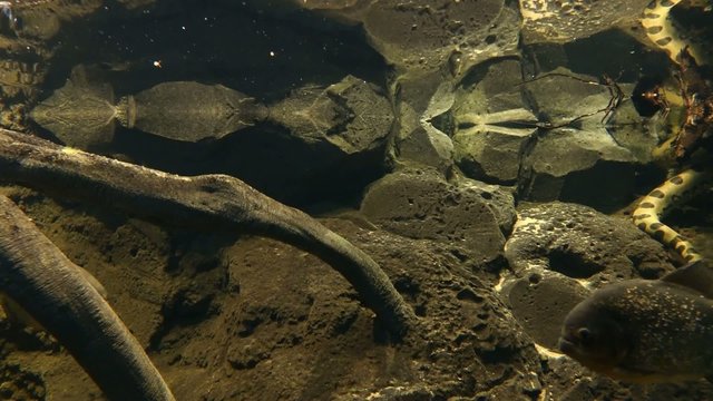 Piranhas en chasse