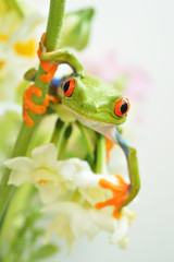 Red eyed tree frog