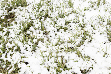 Grass snowy field