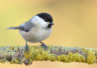 Willow Tit- Poecile montanus
