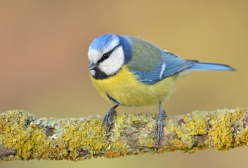 Blue tit on a branch