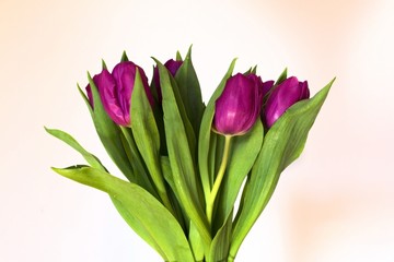 Bouquet of tulips