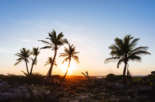 Tropical palm trees on sunset