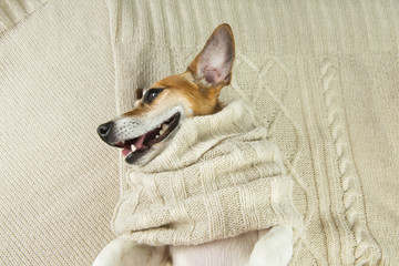 Cute dog smiling in knitted scarf lying on the bed