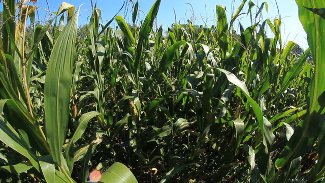 Corn Field 1