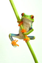 Obraz premium Red eyed tree frog