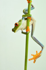Naklejka premium Red eyed tree frog