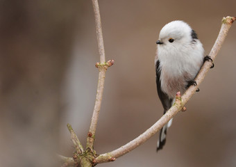 Long Tailed Tit - Aegithalos caudatus