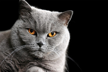 Grey british cat on black background