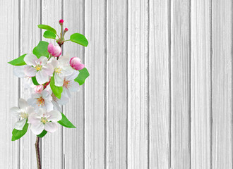 Apple blossom branch on white wooden background