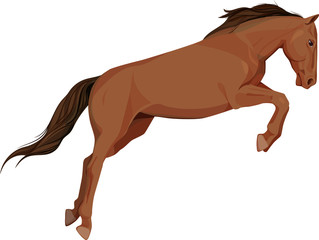 Fototapeta na wymiar isolated image of jumping horse