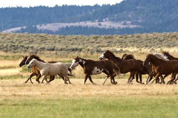 Nice herd gallops in the dust
