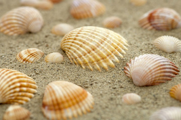 sea shells and sand