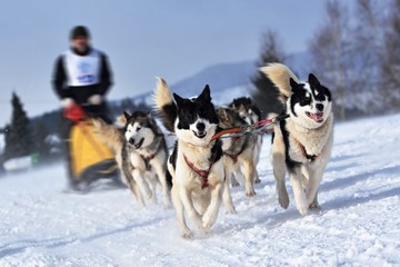 Naklejka premium traineau