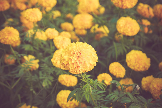 marigold flower in garden on vintage retro color tone