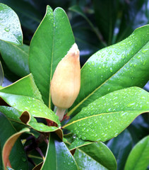 Magnolia bud