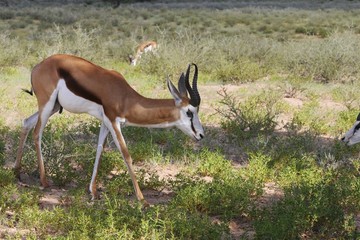 Springbock (Antidorcas marsupialis)- Kgalagadi Nationalpark