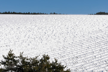 champ de lavande sous la neige soufflée par le vent (Mistral)