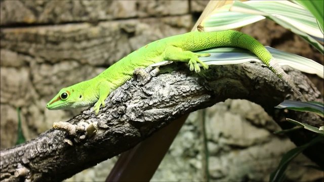 Taggecko (Phelsuma madagascariensis) Giant Day Gecko