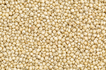 sorghum grain background