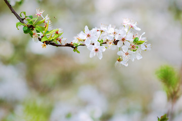 White blossoms of an apple tree in spring