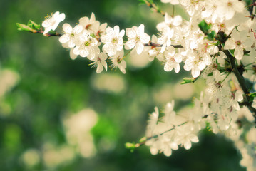 Apple tree blooming in early spring season