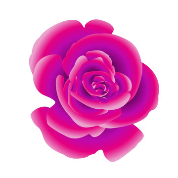 Single flower of purple rose. Vector.