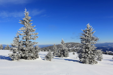Fototapeta na wymiar pines in winter mountains