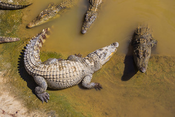 water bodies on the Crocodile Farm in Dalat.