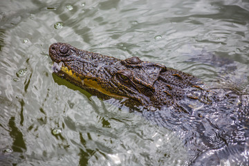 water bodies on the Crocodile Farm in Dalat.