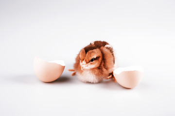 Cute little chicken coming out of a white egg isolated on white
