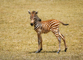 Small zebra